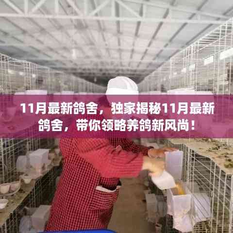 独家揭秘,11月最新鸽舍风采,引领养鸽新风尚!