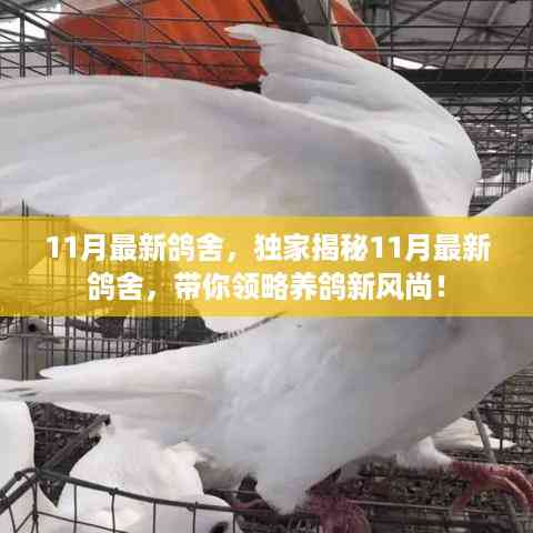 独家揭秘,11月最新鸽舍风采,引领养鸽新风尚!