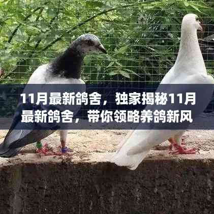 独家揭秘,11月最新鸽舍风采,引领养鸽新风尚!