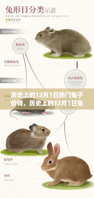 探索兔子价格历史,从初学者到进阶用户的全方位指南——历史上的兔子价格探索指南(12月1日篇)