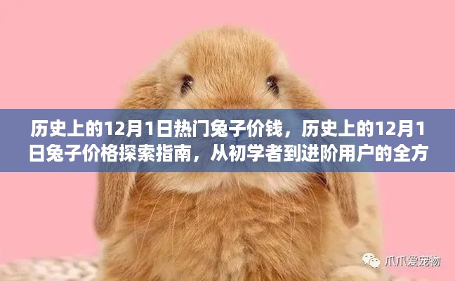 探索兔子价格历史,从初学者到进阶用户的全方位指南——历史上的兔子价格探索指南(12月1日篇)