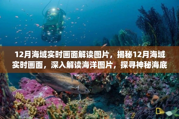 揭秘海底秘境,12月海域实时画面深度解读与探寻海底世界图片揭秘
