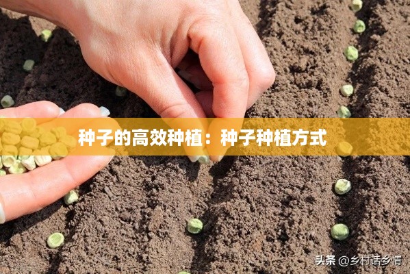 种子的高效种植:种子种植方式