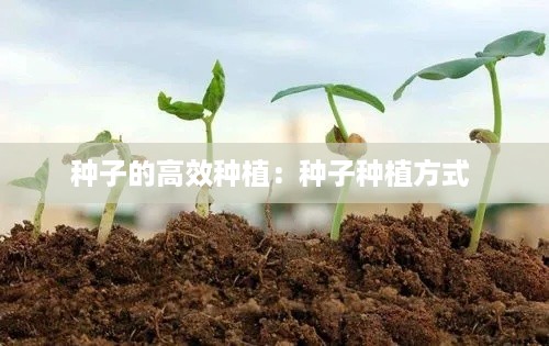 种子的高效种植:种子种植方式