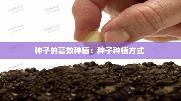 种子的高效种植:种子种植方式