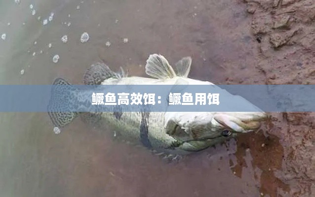 鳜鱼高效饵:鳜鱼用饵