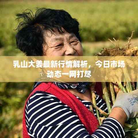 乳山大姜最新行情解析,今日市场动态一网打尽