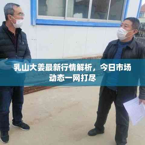 乳山大姜最新行情解析,今日市场动态一网打尽