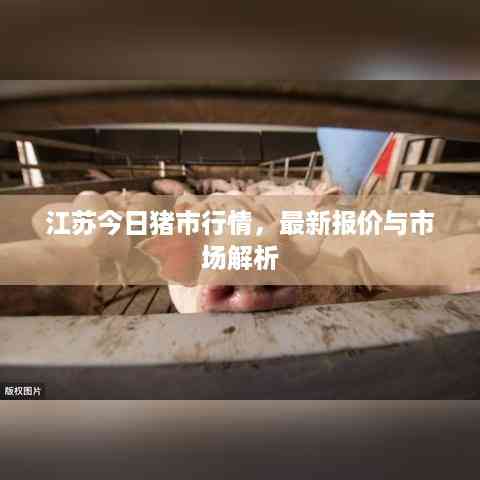 江苏今日猪市行情,最新报价与市场解析