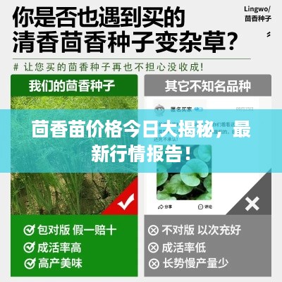茴香苗价格今日大揭秘,最新行情报告!