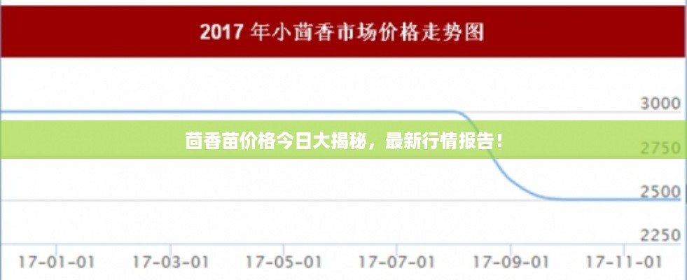 茴香苗价格今日大揭秘,最新行情报告!