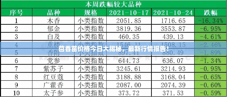 茴香苗价格今日大揭秘,最新行情报告!