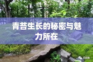 青苔生长的秘密与魅力所在