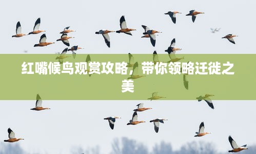走马观花 第2页