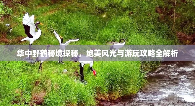 华中野鹤秘境探秘,绝美风光与游玩攻略全解析